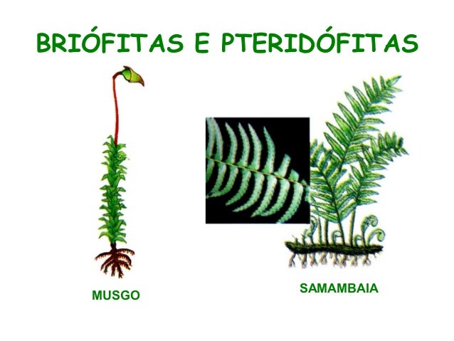 briofitas e pteridfitas